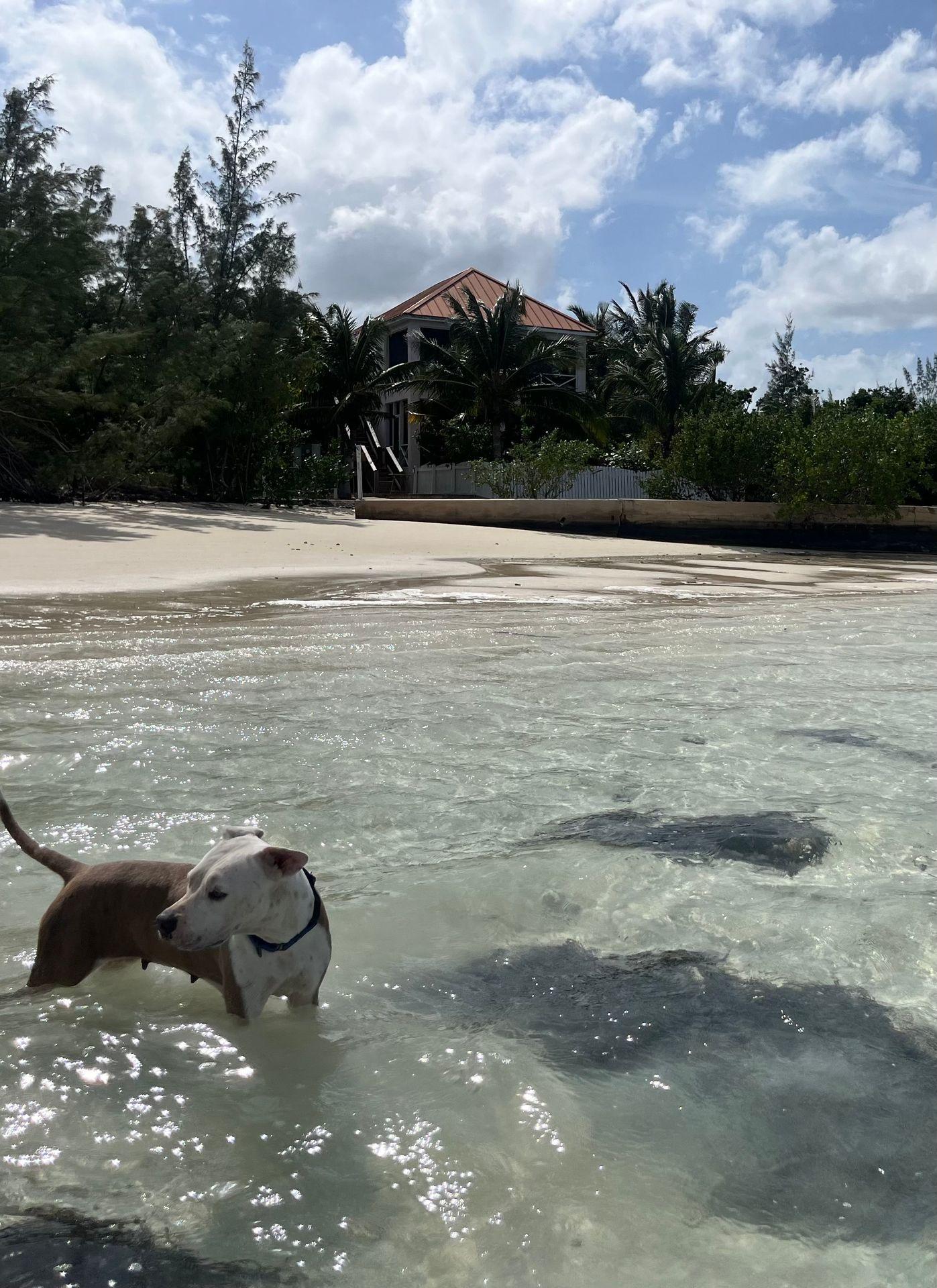 Dog standing in shallow water on a beach with trees and a house in the background.