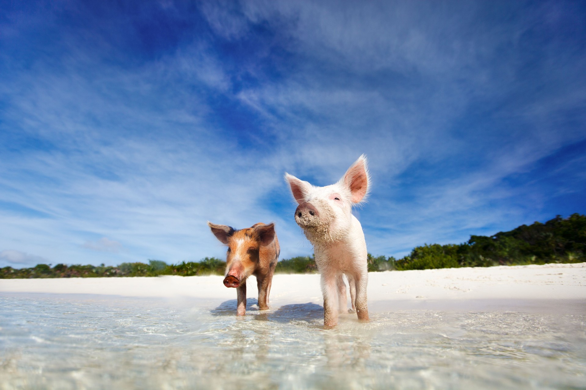 Two swimming pigs of Exuma on the beach
